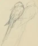 Joseph Crawhall, PARROTS, Pencil