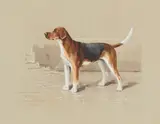 Reuben Ward Binks, FOXHOUND 'CHIMER'