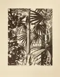 Anne Desmet, EDINBURGH BOTANICAL GARDENS DURING THE FESTIVAL, Lithograph, 12/12