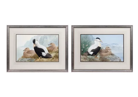 Cyril David Johnston, Two studies of Common Eider Ducks, watercolour