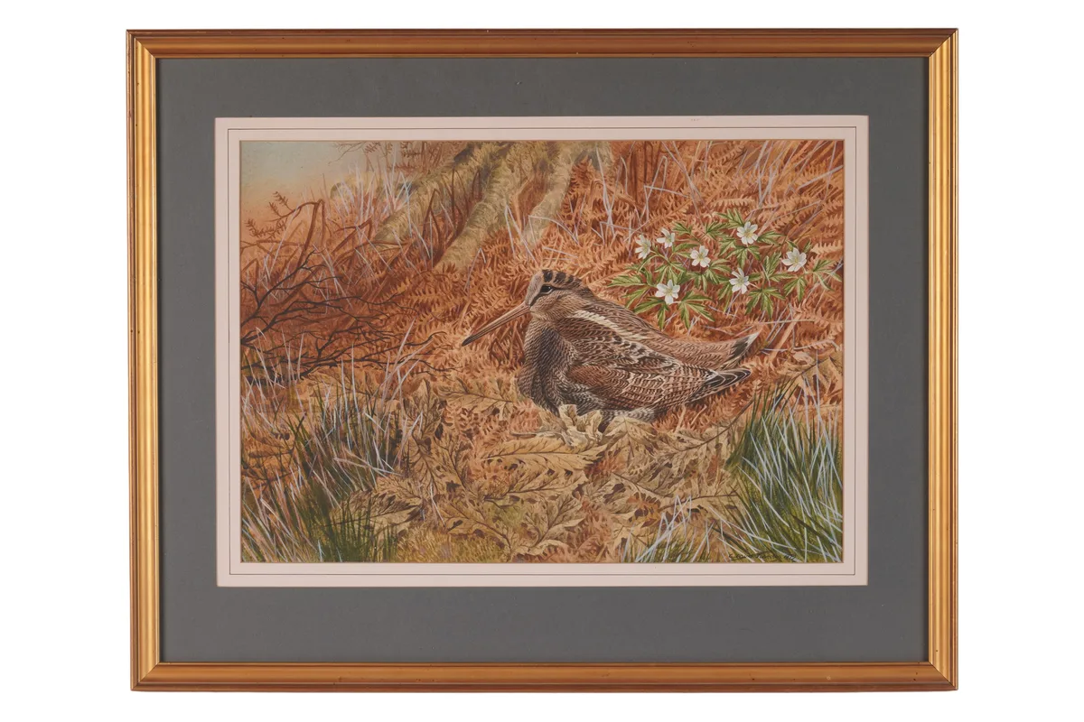 Cyril David Johnston, Woodcock, watercolour