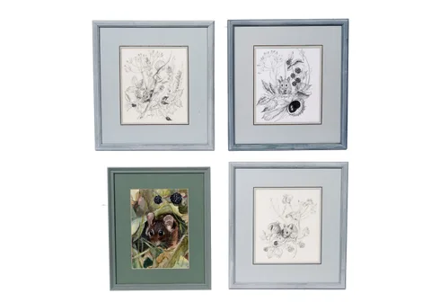 Sheila Gertrude Mackie, Four dormouse studies, pencil drawings, and a gouache