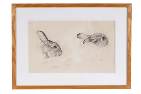 Sheila Gertrude Mackie, Study of a rabbit head, pencil drawing