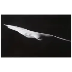 Connie Imboden, Untitled #4442, 1992, Gelatin silver print; signed