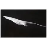 Connie Imboden, Untitled #4442, 1992, Gelatin silver print; signed
