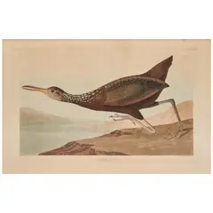 John James Audubon, Scolopaceus Courlan (Plate CCCLXXVII), from Birds of America (R. Havell, London), 1837, hand-colored engraving on watermarked paper, in later glazed frame