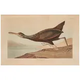 John James Audubon, Scolopaceus Courlan (Plate CCCLXXVII), from Birds of America (R. Havell, London), 1837, hand-colored engraving on watermarked paper, in later glazed frame