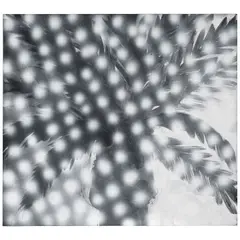 Peter Alexander, Stardust, 1993, acrylic and charcoal on canvas