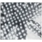 Peter Alexander, Stardust, 1993, acrylic and charcoal on canvas