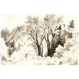Gene Kloss, Grove of Trees, pen and ink wash on paper
