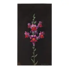 Paul Wonner, Study of a Snapdragon, circa 1980, acrylic on paper