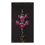 Paul Wonner, Study of a Snapdragon, circa 1980, acrylic on paper