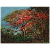 D. Howard Hitchcock, Royal Poinciana Trees in Bloom