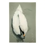 William G. Garbe, Untitled (Swan from Above), watercolor and pencil on paper