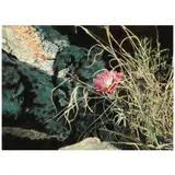 Herb Rather, Devil's Head Cactus, watercolor and pencil on paper