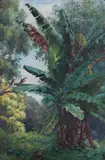 Helen Thomas Dranga, Giant Banana Tree, Hawaiʻi, 1924, oil on canvas laid to paperboard