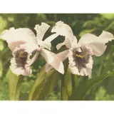 Various Photographers, Ten Floral Specimens, circa 1920s, including: