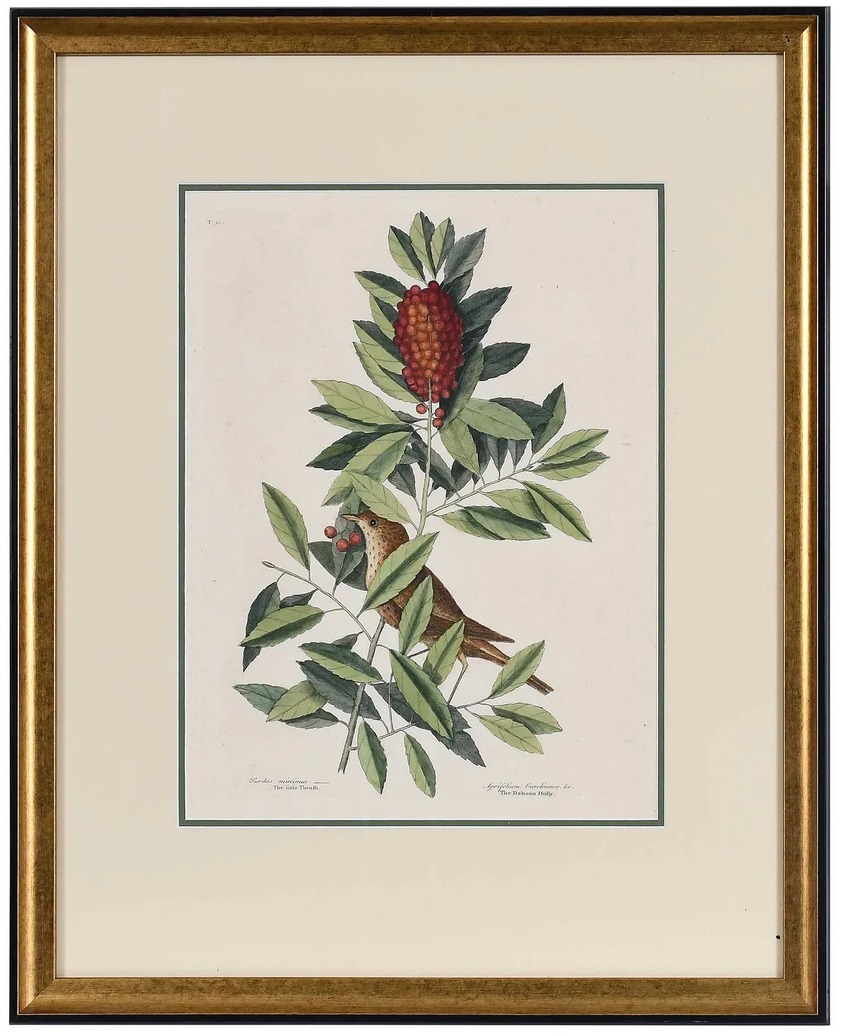 The Little Thrush by Mark Catesby, 1754, hand colored engraving on laid paper with Strasburg Lily water mark, sold Sep 2025