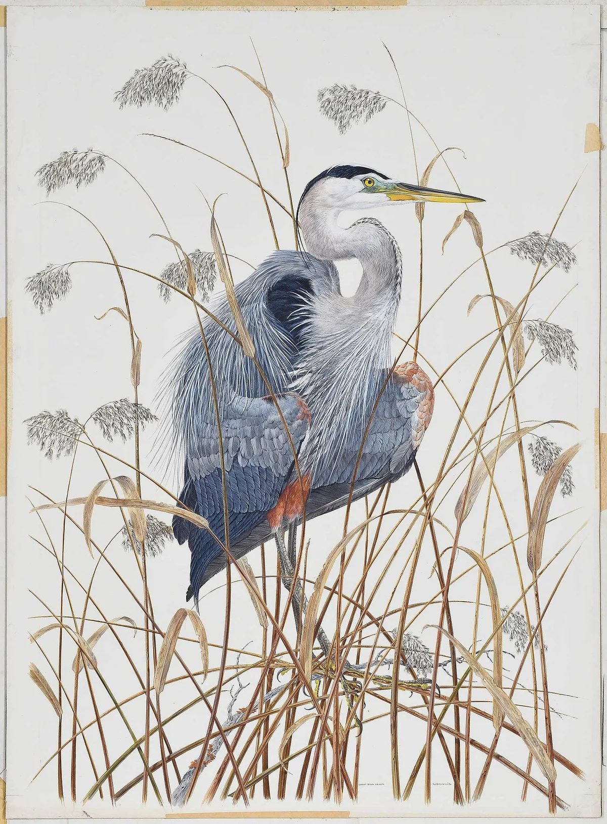 Robin Hill, Great Blue Heron, 1974, watercolor on illustration board