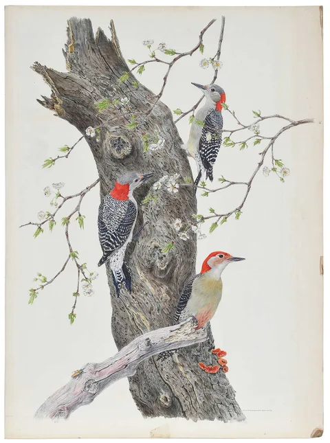 Robin Hill, Red-Bellied Woodpecker, 1974, watercolor on illustration board