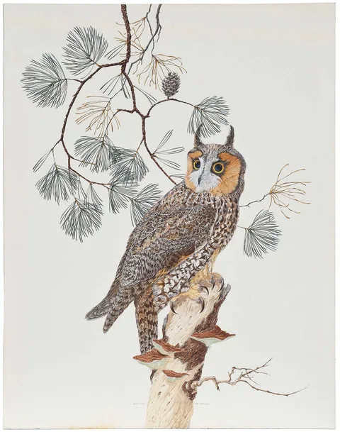 Robin Hill, Long-Eared Owl, watercolor on illustration board