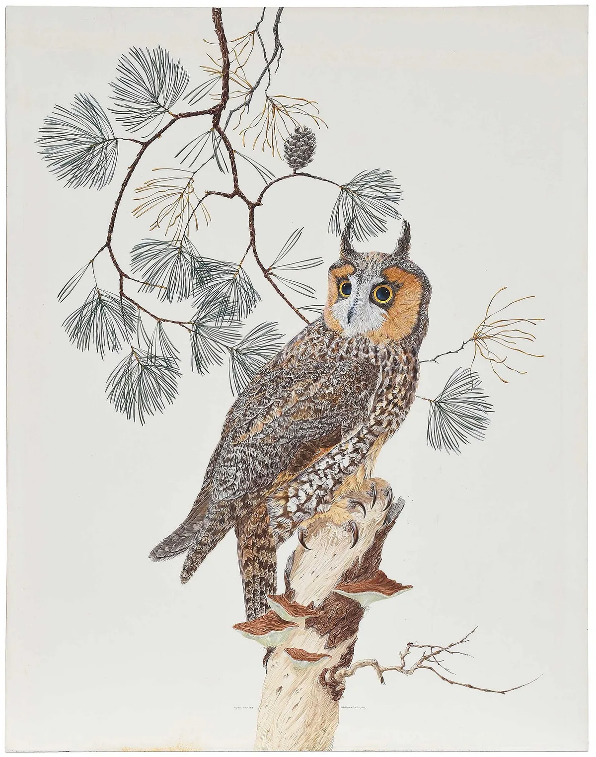 Long-Eared Owl by Robin Hill, watercolor on illustration board, sold Sep 2025