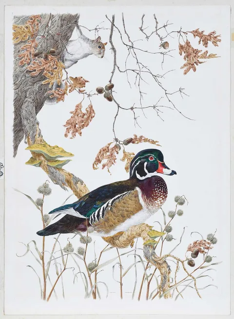 Robin Hill, Wood Duck, 1974, watercolor on cardstock