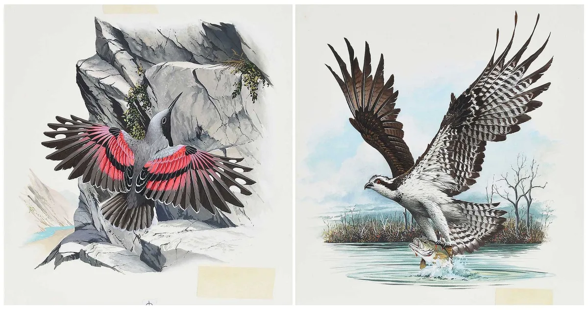 Anthony J Rudisill, Two Stamp Illustrations, gouache on board