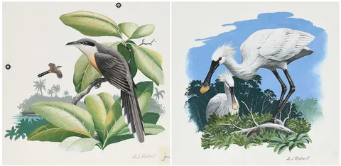Anthony J Rudisill, Two Illustrations, gouache on board