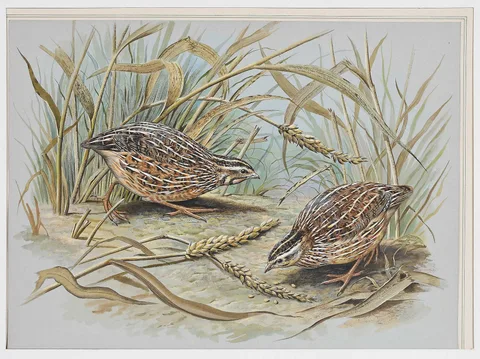 Basil Ede, Watercolor, 1982, watercolor on cardstock