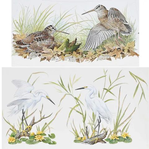 Basil Ede, Pair of Avian Illustrations, 1979, watercolor and gouache on board