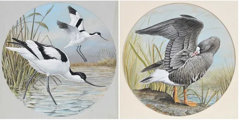 Basil Ede, Pair of Waterbird Illustrations, 1980, gouache on cardstock