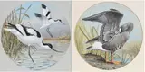 Basil Ede, Pair of Waterbird Illustrations