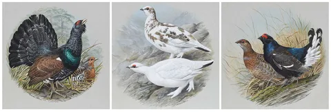 Basil Ede, Three Game Bird Illustrations, gouache on cardstock