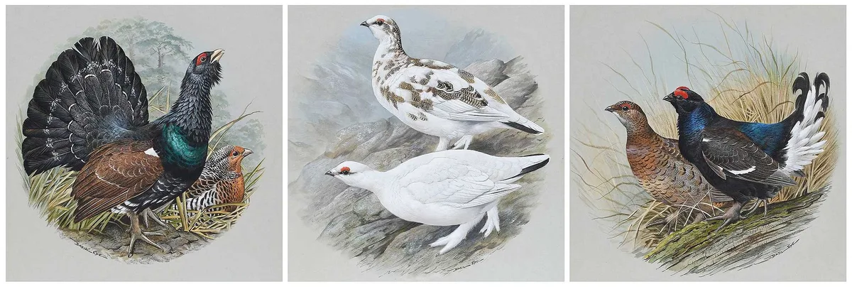 Three Game Bird Illustrations by Basil Ede, gouache on cardstock, sold Sep 2025