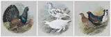 Basil Ede, Three Game Bird Illustrations