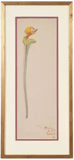 Alice Ravenel Huger Smith, Cala Lilly