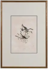 John James Audubon, Song Sparrow
