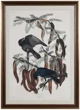 John James Audubon, Fish Crow