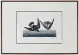 John James Audubon, Stormy Petrel