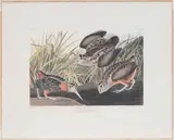 John James Audubon, American Woodcock