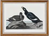 John James Audubon, Velvet Duck
