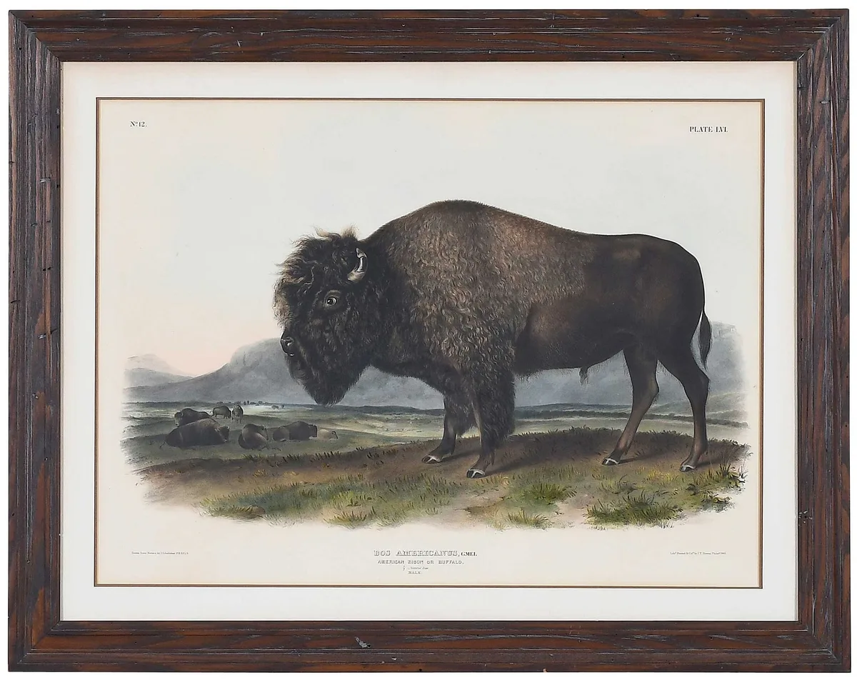 John James Audubon, American Bison or Buffalo, 1845-1948, lithograph with hand-coloring on wove paper