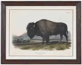 John James Audubon, American Bison or Buffalo