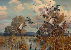 Harry Adamson, Working In – Mallards, 1980, oil on board