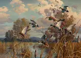 Harry Adamson, Working In – Mallards