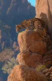 Al Agnew, Return of El Tigre, oil on canvas
