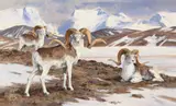 Ken Carlson, Marco Polo Sheep, oil on board