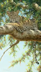 Guy Coheleach, Leopard Lookout, oil on canvas