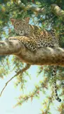 Guy Coheleach, Leopard Lookout, oil on canvas